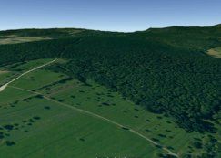 Forêt